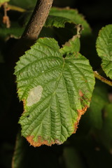 Phyllonorycter coryli