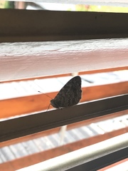 Lasiommata