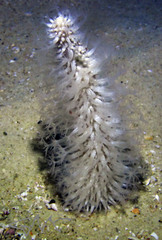 Veretillidae