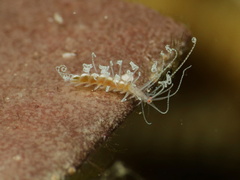 Amblyosyllis