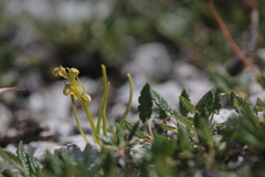 Chamorchis alpina
