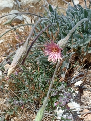 Leontodon asperrimus