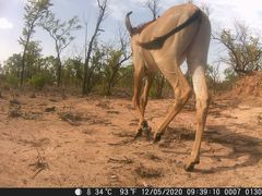 Hippotragus equinus koba
