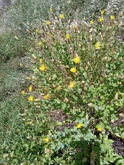Klasea cerinthifolia