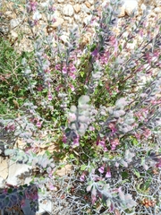 Teucrium divaricatum