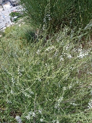 Anarrhinum forskaohlii