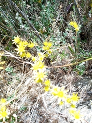 Petrosedum amplexicaule