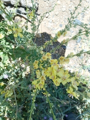 Verbascum gaillardotii
