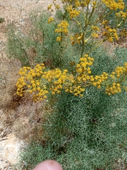 Bilacunaria boissieri