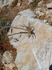 Leontodon asperrimus