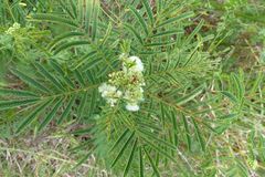 Acaciella angustissima texensis