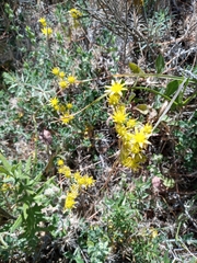 Petrosedum amplexicaule