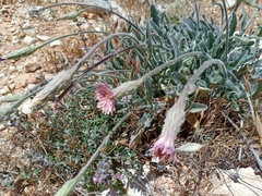 Leontodon asperrimus