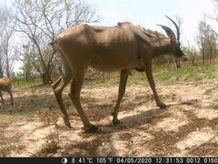 Hippotragus equinus koba