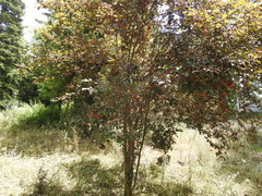 Prunus cerasifera pissardii