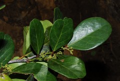 Mystroxylon aethiopicum image
