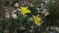 Takhtajaniantha austriaca