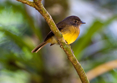 Tawny-Chested Flycatcher photo 3
