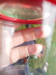 Phyllopertha horticola