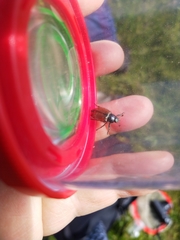 Phyllopertha horticola