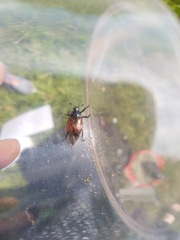 Phyllopertha horticola