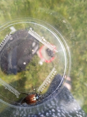 Phyllopertha horticola