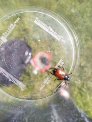 Phyllopertha horticola