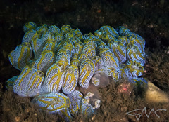 Botrylloides magnicoecus