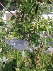 Magnoliopsida