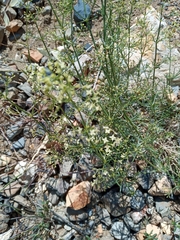 Galium libanoticum