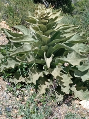 Verbascum sinaiticum