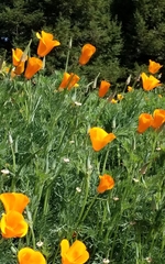 Eschscholzia californica