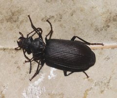 Neohelluo angulicollis