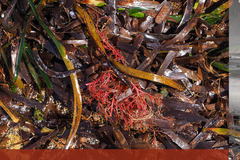 Sphaerococcus coronopifolius