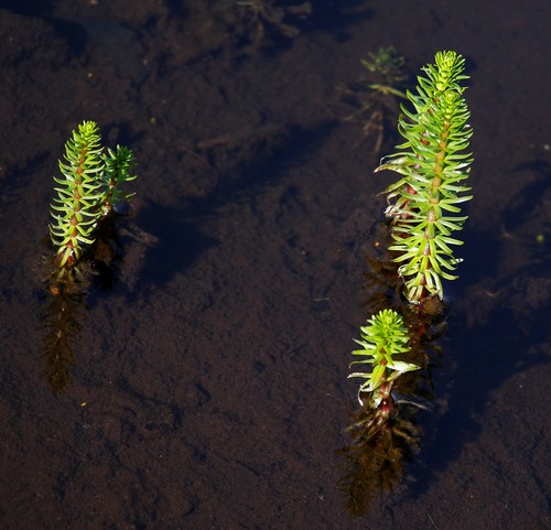 Hippuris vulgaris iNat (1)
