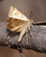 Synaphe moldavica