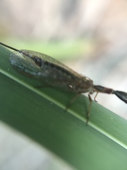 Raphidiidae