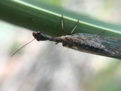 Raphidiidae