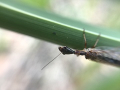 Raphidiidae