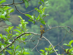 Pericrocotus brevirostris