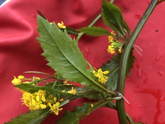 Rorippa amphibia