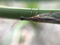Raphidiidae