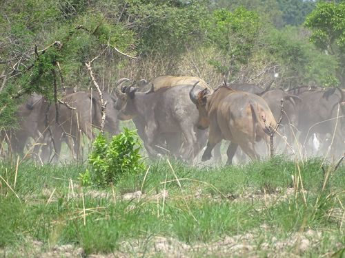 Sudanese Buffalo