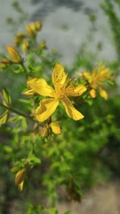 Hypericum perforatum