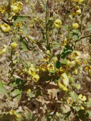 Verbascum gaillardotii
