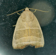 Bagisara rectifascia