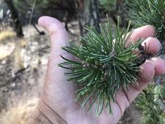 Pinus cembroides bicolor