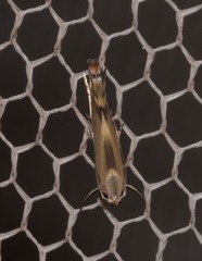 Thiotricha atractodes