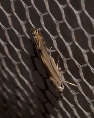 Thiotricha atractodes