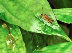 Orthopagus splendens